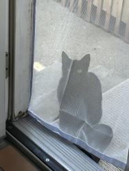 Found/Stray Unknown Cat last seen Bedford and Guthrie , Los Angeles, CA 90034