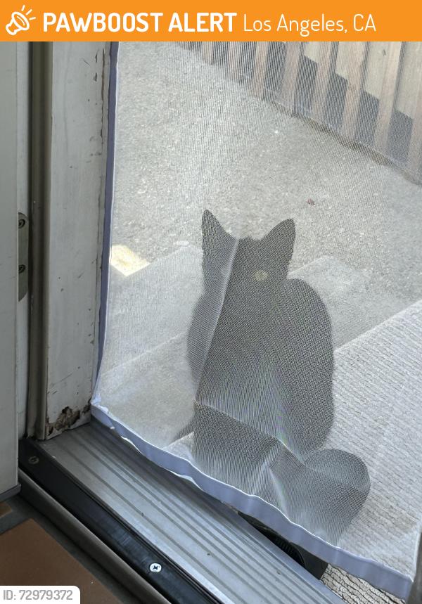 Found/Stray Unknown Cat last seen Bedford and Guthrie , Los Angeles, CA 90034