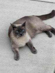 Lost Female Cat last seen Brookfield Citcle, Winchester, TN 37398