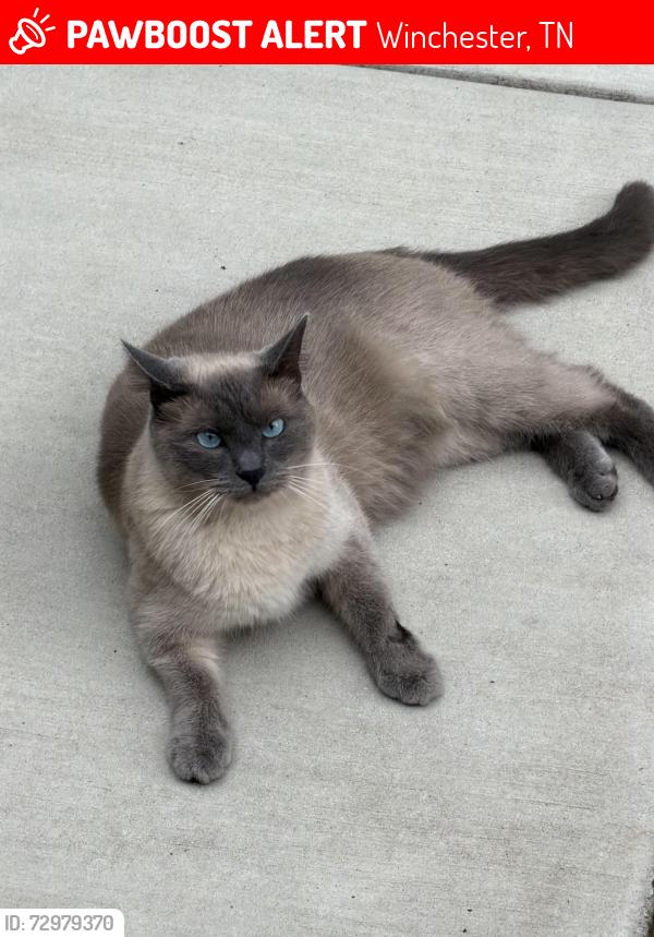 Lost Female Cat last seen Brookfield Citcle, Winchester, TN 37398