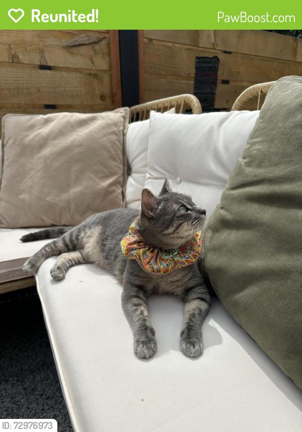 Reunited Female Cat last seen 83rd and 13th Ave NW , Seattle, WA 98117