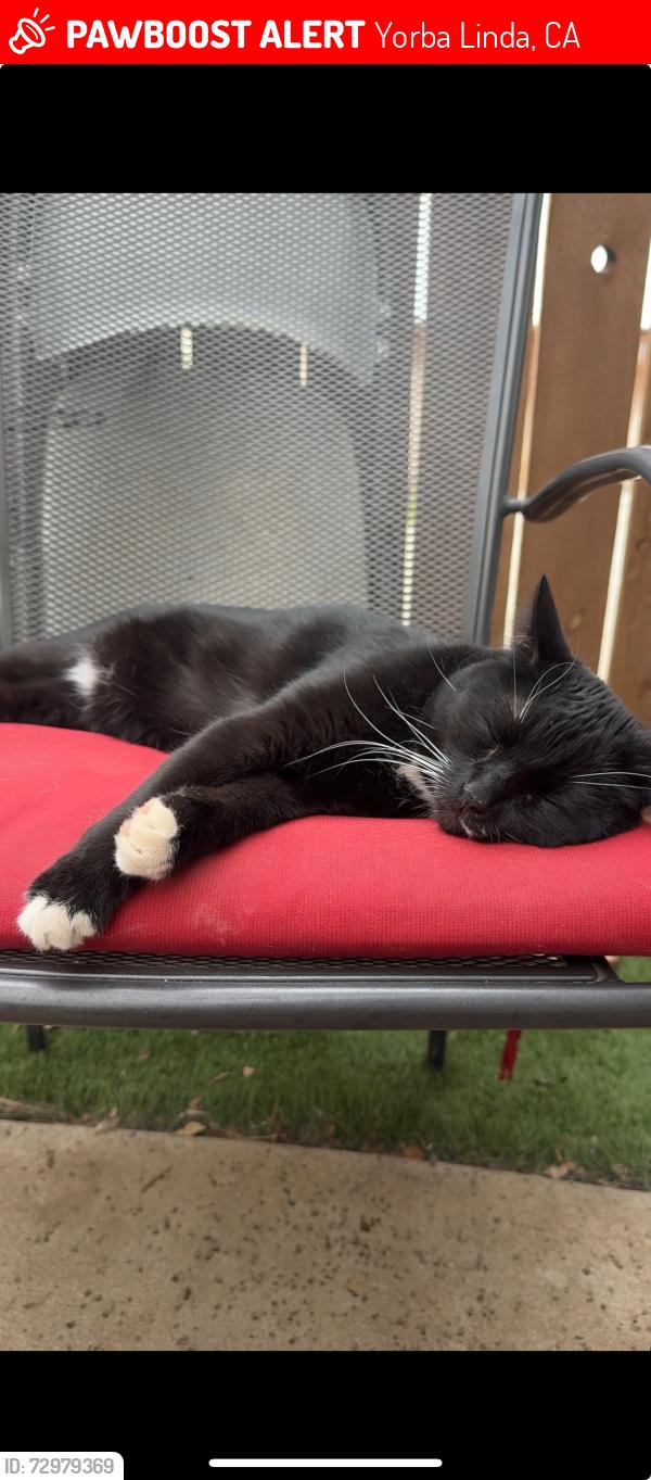 Lost Male Cat last seen Fairmont and Rimcrest Yorba Linda, CA 92886, Yorba Linda, CA 92886