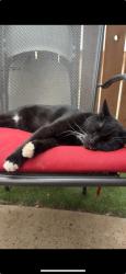 Lost Male Cat last seen Fairmont and Rimcrest Yorba Linda, CA 92886, Yorba Linda, CA 92886