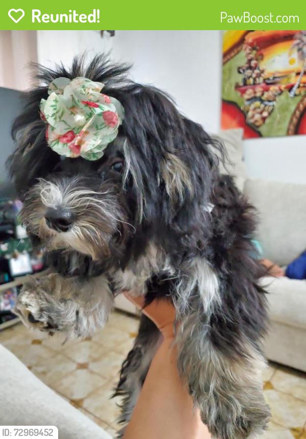 Reunited Female Dog last seen Near Neptune Avenue , Jersey City, NJ 07307