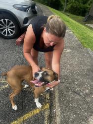 Found/Stray Female Dog last seen Between Montrose elementary and James Park, Richmond, VA 23231