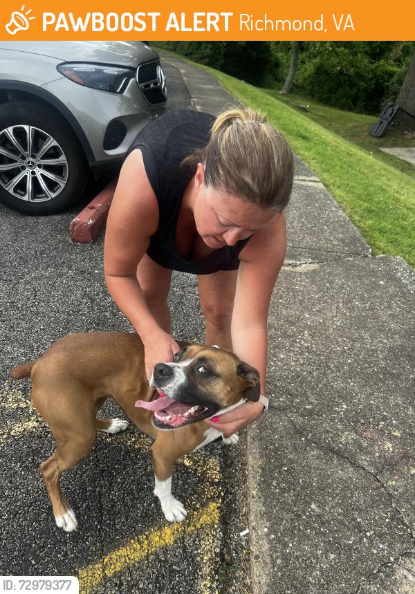 Found/Stray Female Dog last seen Between Montrose elementary and James Park, Richmond, VA 23231
