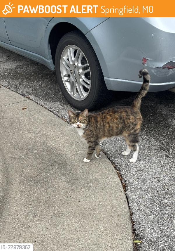 Found/Stray Male Cat last seen Near Mercy hosp in Springfield , Springfield, MO 65807