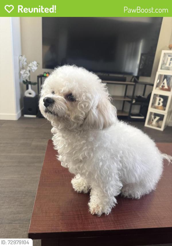 Reunited Female Dog last seen Blue Grouse Trail Las Vegas, Sunrise Manor, NV 89142