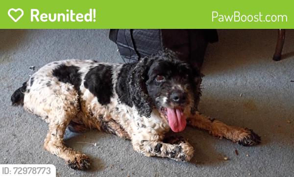 Reunited Male Dog last seen Ferguson Rd, Dallas, TX 75228