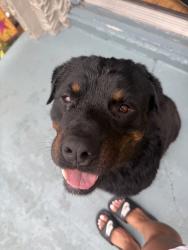 Reunited Male Dog last seen Quitman St, Houston, TX, USA, Houston, TX 77009