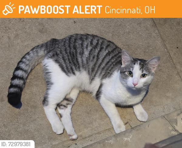 Found/Stray Male Cat last seen McKinley Ave, Cincinnati, OH 45211