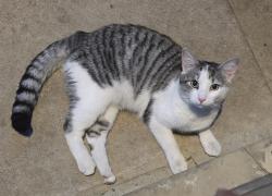 Found/Stray Male Cat last seen McKinley Ave, Cincinnati, OH 45211