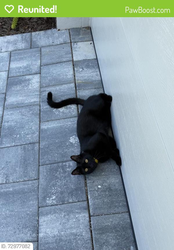 Reunited Male Cat last seen Jungle adjacent to hse, Port Charlotte, FL 33954