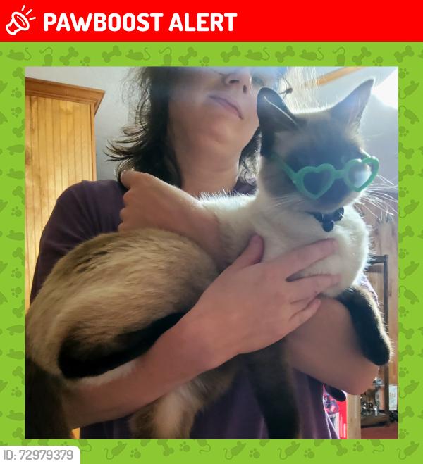 Lost Male Cat last seen McComb rd, Montgomery County, TX 77302