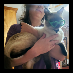 Lost Male Cat last seen McComb rd, Montgomery County, TX 77302