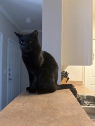 Lost Male Cat last seen Near Mira Linda pt, Colorado Springs, CO 80920