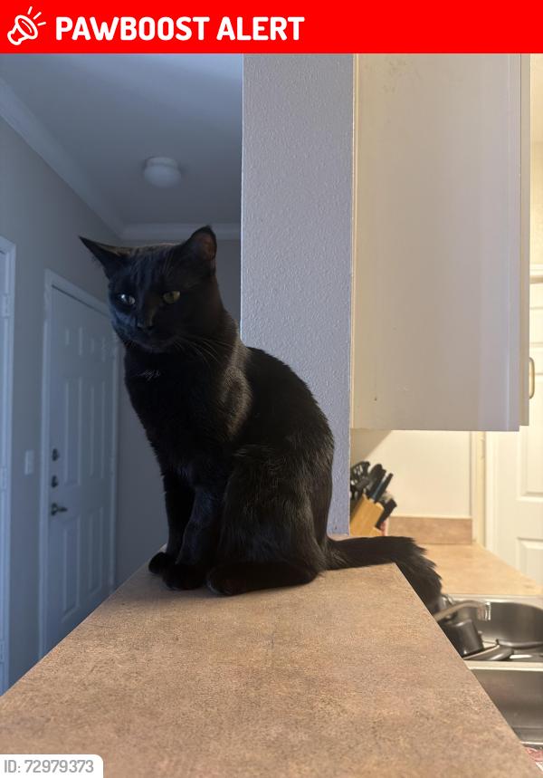 Lost Male Cat last seen Near Mira Linda pt, Colorado Springs, CO 80920