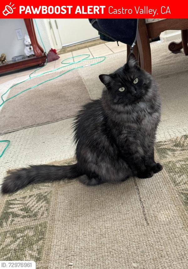 Lost Male Cat last seen Near block john dr and camino Delores, Castro Valley, CA 94546