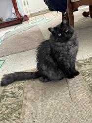 Lost Male Cat last seen Near block john dr and camino Delores, Castro Valley, CA 94546