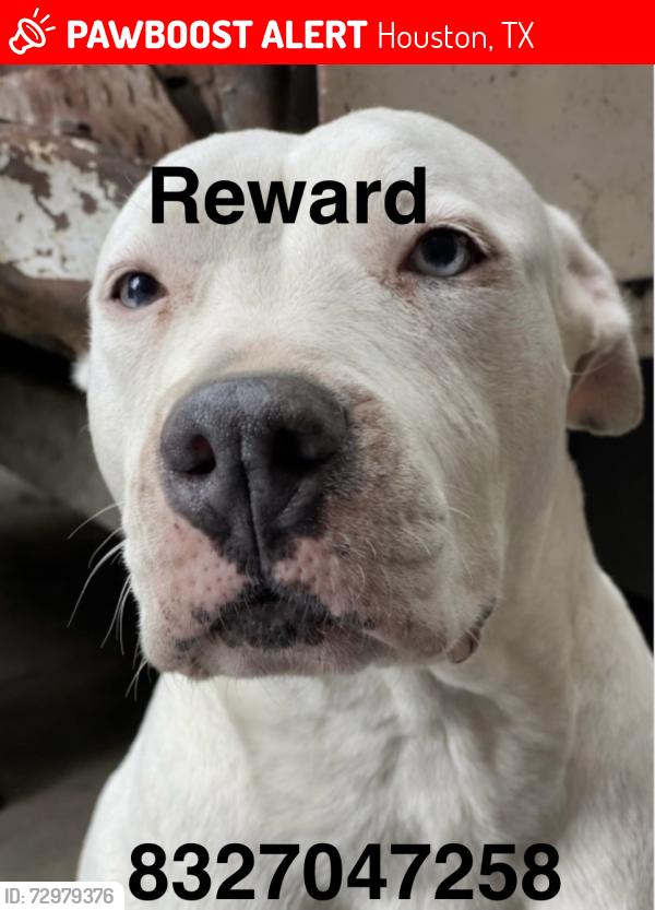Lost Female Dog last seen Pointer st & crosstimbers , Houston, TX 77016