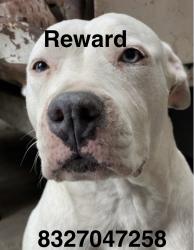 Lost Female Dog last seen Pointer st & crosstimbers , Houston, TX 77016