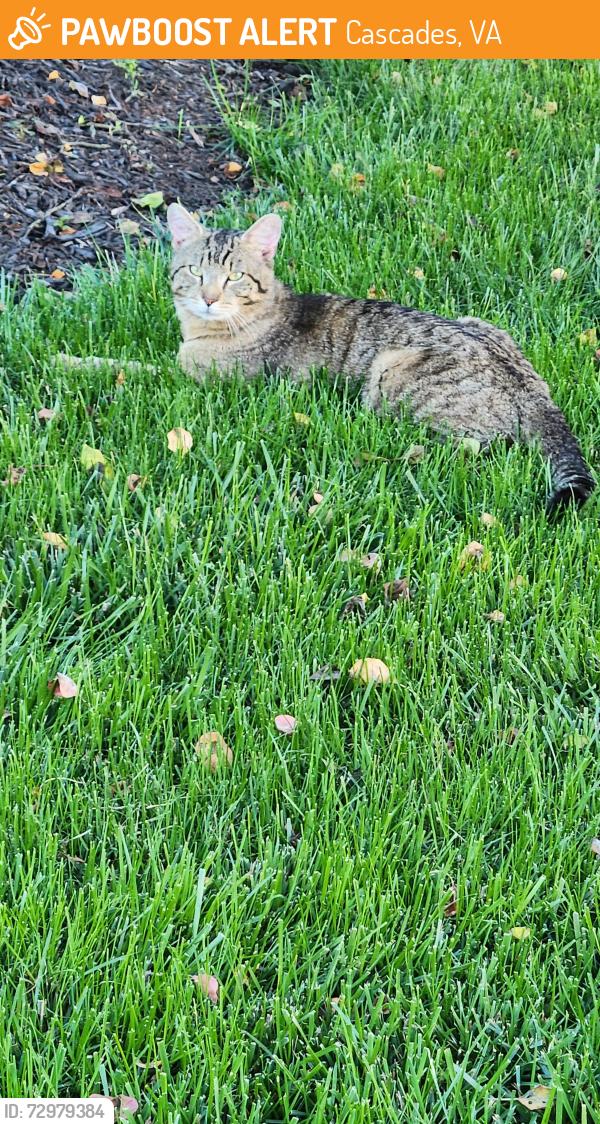 Found/Stray Male Cat last seen Quiet Brook Pl, Cascades, VA 20165