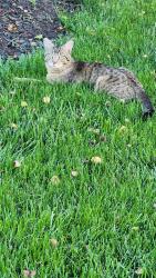Found/Stray Male Cat last seen Quiet Brook Pl, Cascades, VA 20165