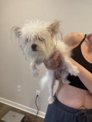 Found/Stray Unknown Dog last seen 71st between Yale and Harvard, Tulsa, OK 74136