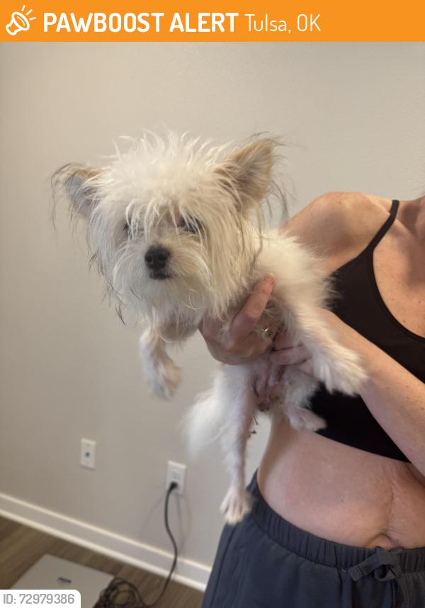Found/Stray Unknown Dog last seen 71st between Yale and Harvard, Tulsa, OK 74136