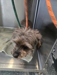 Shelter Stray Female Dog last seen Oakland, CA 94607, Oakland, CA 94601