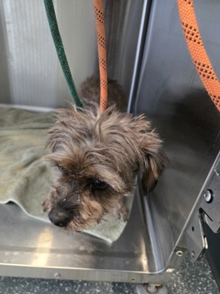 Shelter Stray Female Dog last seen Oakland, CA 94607, Oakland, CA 94601