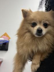 Shelter Stray Female Dog last seen Oakland, CA , Oakland, CA 94601