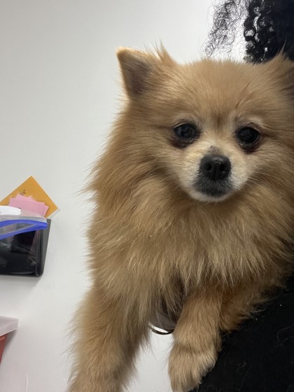 Shelter Stray Female Dog last seen Oakland, CA , Oakland, CA 94601