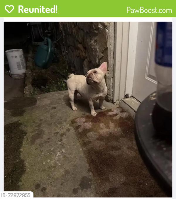 Reunited Female Dog last seen Near Yeary St, Lake Worth, TX 76135, USA, Lake Worth, TX 76135