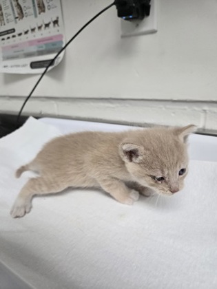 Shelter Stray Male Cat last seen Oakland, CA 94601, Oakland, CA 94601