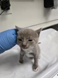 Shelter Stray Male Cat last seen Oakland, CA 94601, Oakland, CA 94601