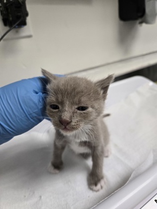 Shelter Stray Male Cat last seen Oakland, CA 94601, Oakland, CA 94601