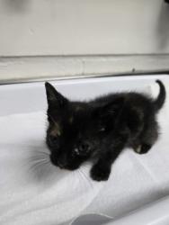 Shelter Stray Female Cat last seen Near 72nd ave, Oakland, CA, 1101 29th Ave, Oakland, CA 94601, USA