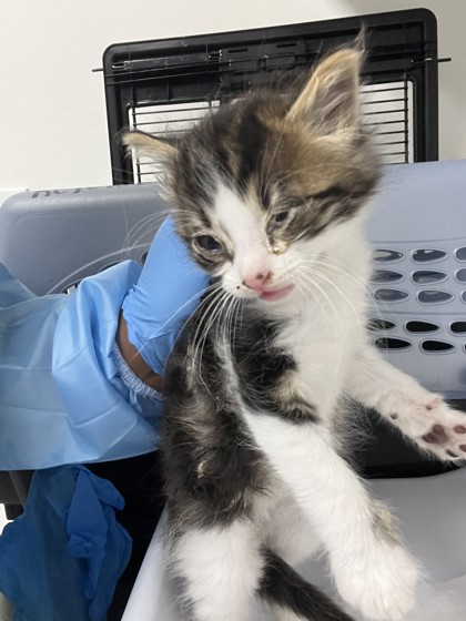 Shelter Stray Male Cat last seen Near Granada Ave, Oakland, CA, 1101 29th Ave, Oakland, CA 94601, USA