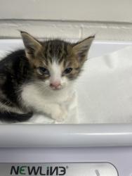 Shelter Stray Female Cat last seen Near Granada Ave, Oakland, CA, 1101 29th Ave, Oakland, CA 94601, USA