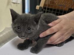 Shelter Stray Female Cat last seen Bellingham, WA 98229, Burlington, WA 98233