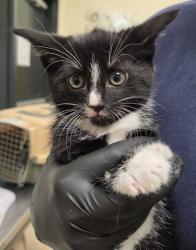 Shelter Stray Female Cat last seen Bellingham, WA 98229, Burlington, WA 98233
