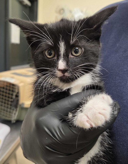 Shelter Stray Female Cat last seen Bellingham, WA 98229, Burlington, WA 98233