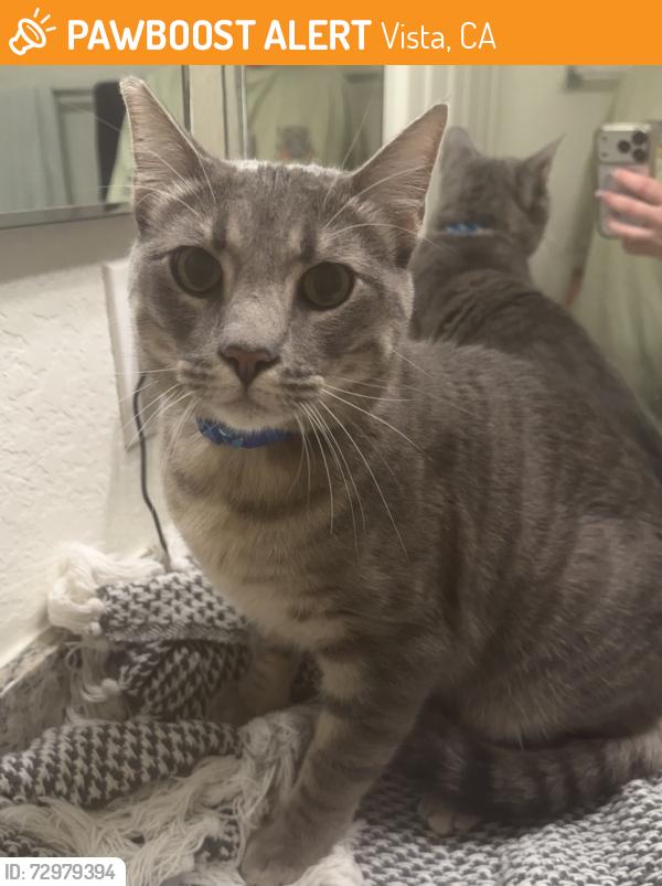 Found/Stray Male Cat last seen In Shadowridge Park apmts in the road, Vista, CA 92081