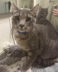 Found/Stray Male Cat last seen In Shadowridge Park apmts in the road, Vista, CA 92081