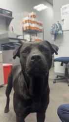 Shelter Stray Male Dog last seen Goose Creek, SC 29445, North Charleston, SC 29406