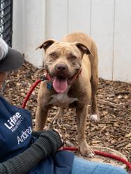 Shelter Stray Female Dog last seen , 30083, GA, Atlanta, GA 30341