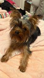 Lost Male Dog last seen Beggs School, Beggs, OK 74421