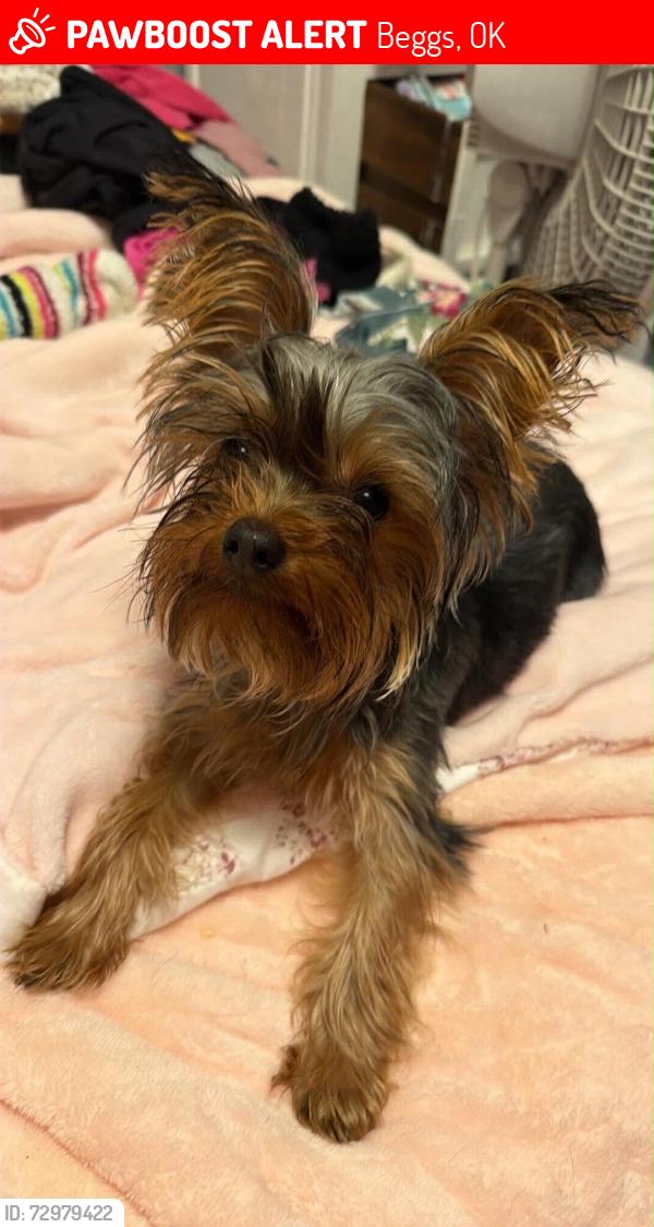 Lost Male Dog last seen Beggs School, Beggs, OK 74421