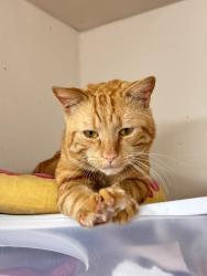 Reunited Male Cat last seen Near Executive Ave, Alexandria, VA 22305, USA, Alexandria, VA 22305